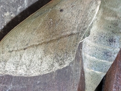 Theretra indistincta