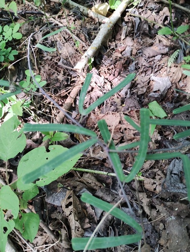 Passiflora mexicana, photograph 4