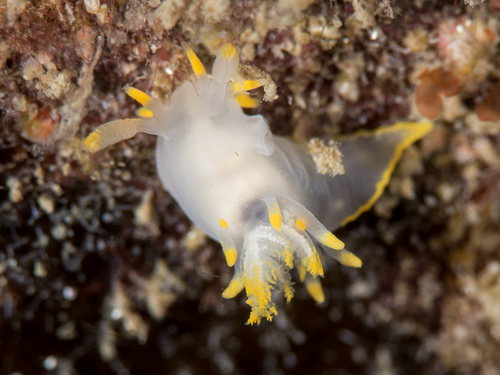 Ancula gibbosa