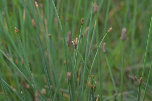 Eleocharis equisetiformis iNat (3)