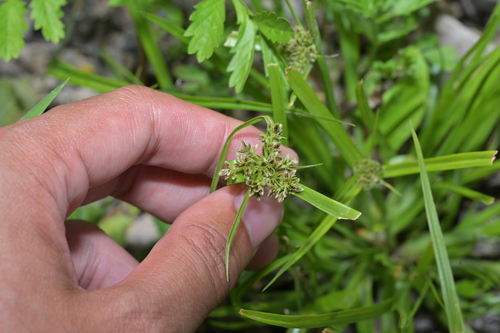 Cyperus sanguinolentus observed 2026-06-28