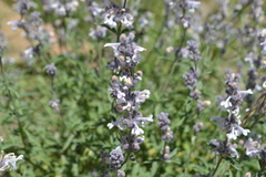 Nepeta nepetella