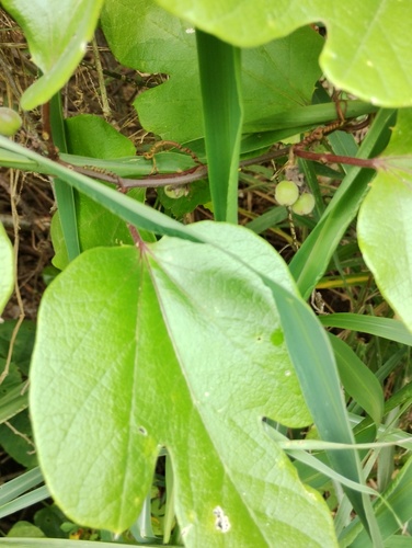 Passiflora holosericea, photograph 2