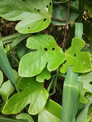 (c) Carlos Domínguez-Rodríguez, some rights reserved (CC BY) Passiflora holosericea, photograph (c) Carlos Domínguez-Rodríguez, some rights reserved (CC BY)