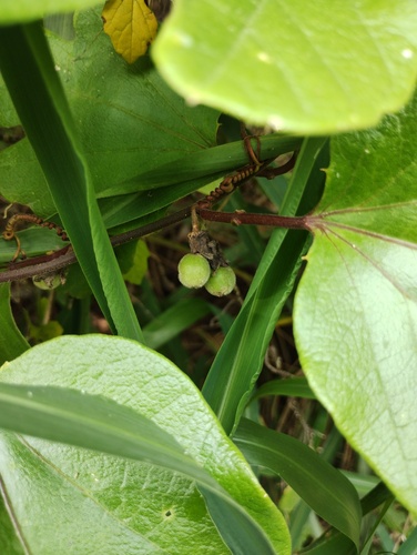 Passiflora holosericea, photograph 4