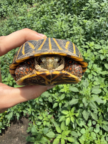 Ornate Box Turtle