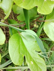 Passiflora holosericea, photograph (c) Carlos Domínguez-Rodríguez, some rights reserved (CC BY)