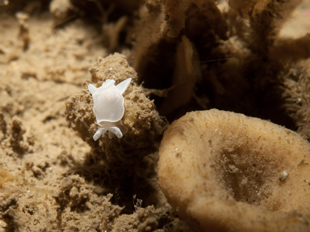Colpodaspis pusilla