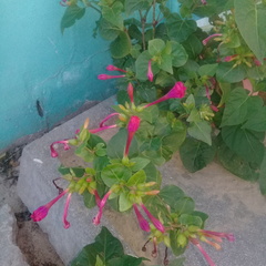 Magnoliopsida