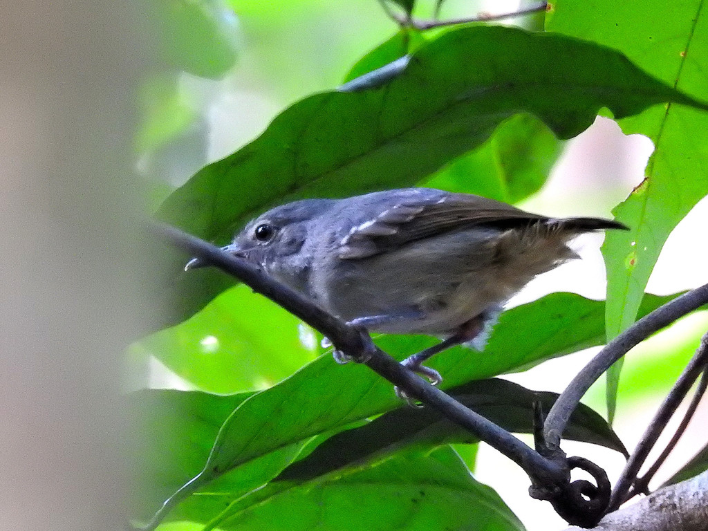 Leaden Antwren