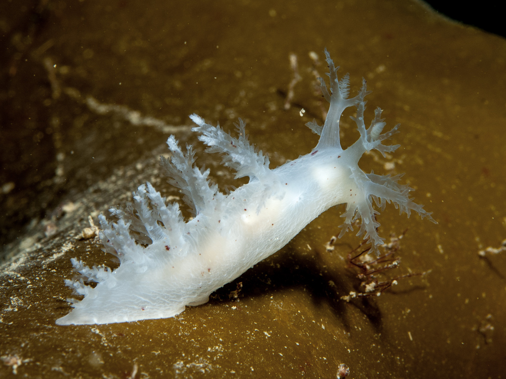 Dendronotus lacteus