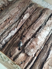 Chrysolina americana