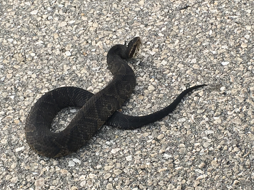 Cottonmouth (Venomous And Non-venomous Snakes Of Louisiana) · INaturalist