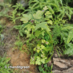 Liquidambar formosana