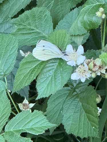 Green-veined White