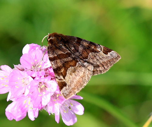 Burnet Companion