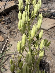 (c) James H. Thomas, some rights reserved (CC BY) Toxicoscordion paniculatum, photograph (c) James H. Thomas, some rights reserved (CC BY)