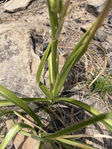 Toxicoscordion paniculatum, photograph 2