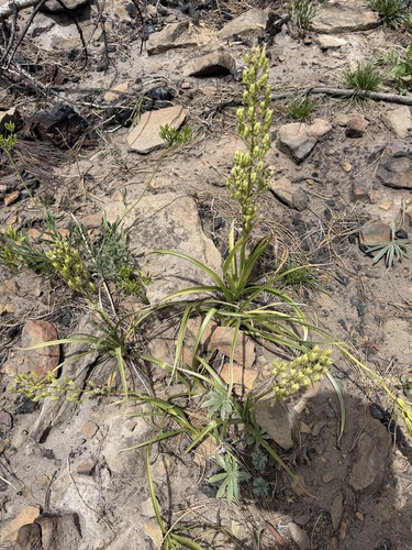 Toxicoscordion paniculatum, photograph 1
