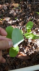 Zenobia pulverulenta