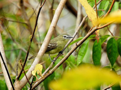 Inezia subflava subflava