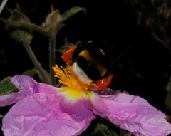 Bombus terrestris dalmatinus
