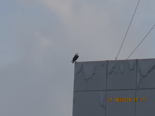 Pied Crow
