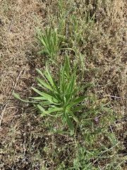 Plantago wrightiana