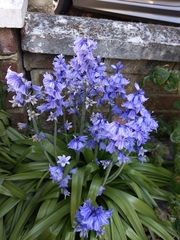 Hyacinthoides