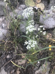 Bifora