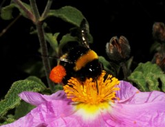 Bombus terrestris dalmatinus