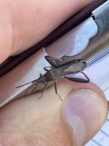 Camptopus lateralis