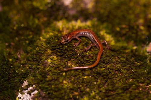 Cope’s Flat-footed Salamander