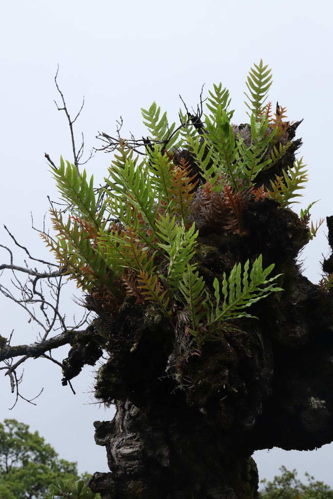Drynaria baronii