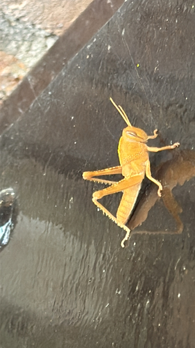 Egyptian Bird Grasshopper
