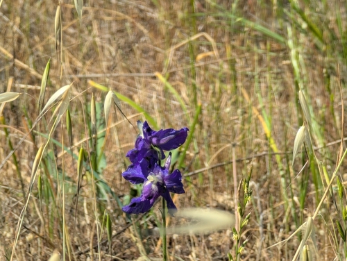 Delphinium variegatum, photograph 3
