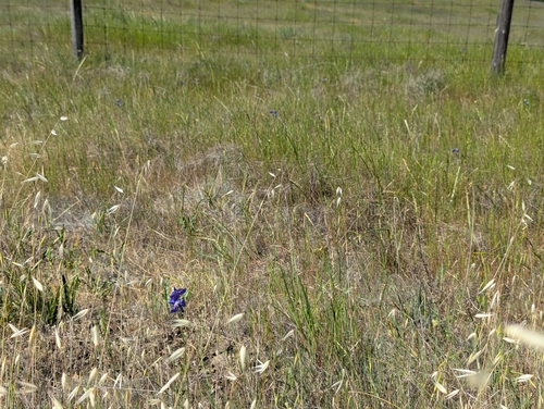 Delphinium variegatum, photograph 4