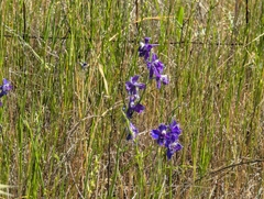 Delphinium variegatum