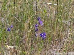 Delphinium variegatum, photograph (c) Alexander Wentworth, some rights reserved (CC BY)