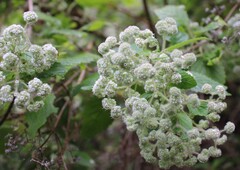 Bystropogon canariensis, photograph (c) Lídia Carrera, some rights reserved (CC BY)