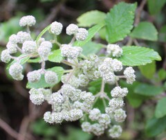 Bystropogon canariensis, photograph (c) Lídia Carrera, some rights reserved (CC BY)
