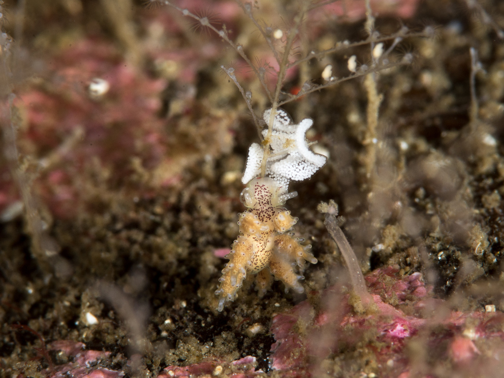 Doto maculata