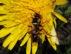Nomada