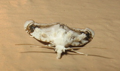 Nola cilicoides
