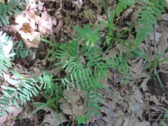 Vicia tenuifolia