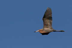 Reddish Egret photo 3