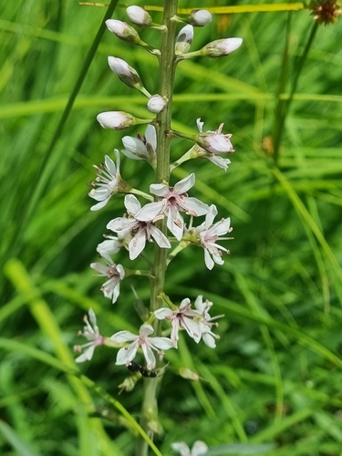 Lysimachia ephemerum