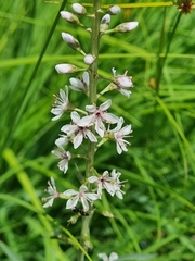 Lysimachia ephemerum