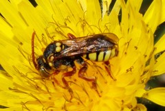 Nomada