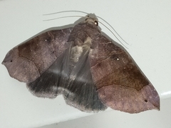 Bastilla hamatilis
